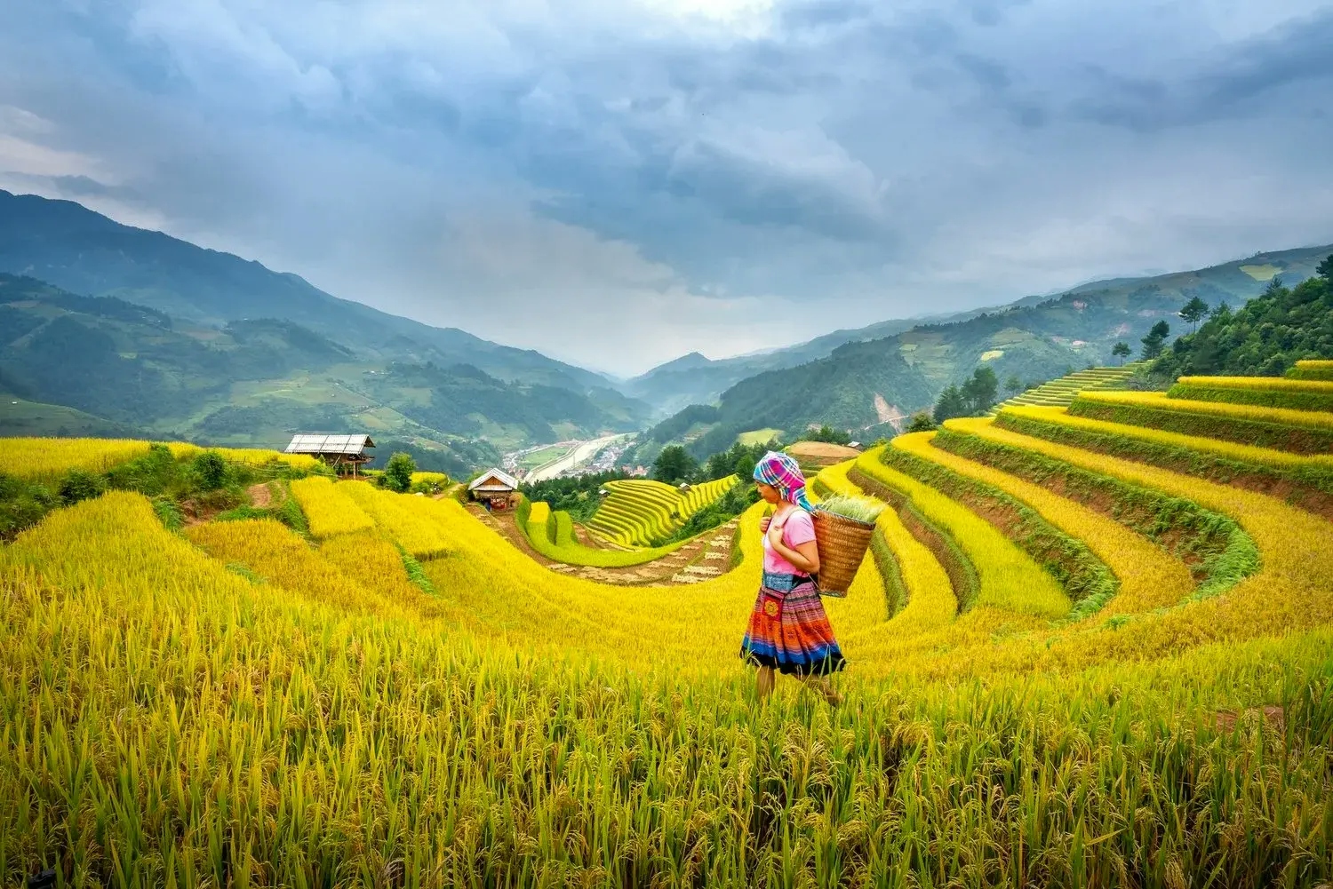 Main page image - woman on rice field